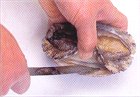 あわびのおろし方(1)