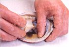 あわびのおろし方(2)