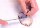 あわびのおろし方(3)