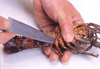 伊勢エビのおろし方(1)