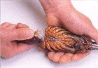 伊勢エビのおろし方(2)