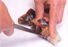 伊勢エビのおろし方(3)