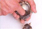 さざえの身の出し方(2)