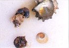 さざえの身の出し方(4)